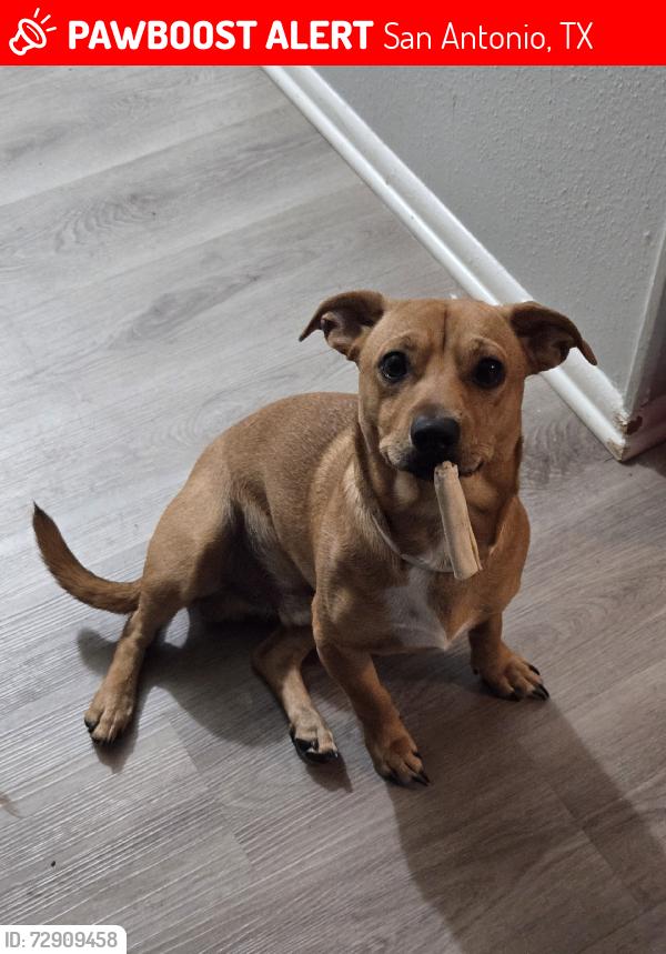 Lost Male Dog last seen Around Rainbow hills park, San Antonio, TX 78227