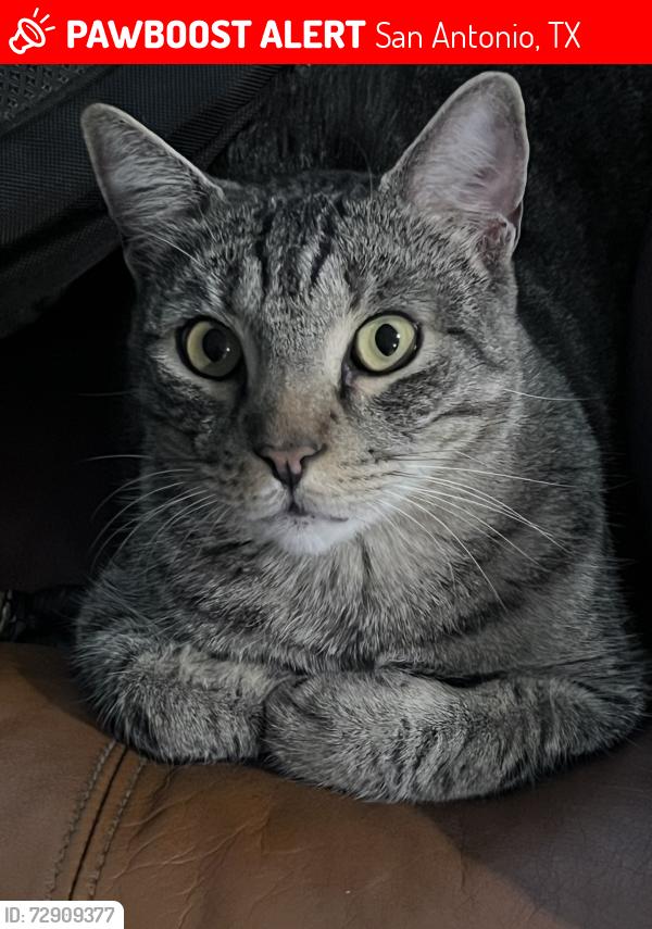 Lost Male Cat last seen Canyon Golf and Borgfeld, San Antonio, TX 78260