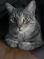 Lost Male Cat last seen Canyon Golf and Borgfeld, San Antonio, TX 78260