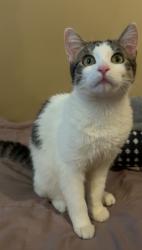 Reunited Female Cat last seen Robin drive des plaines illinois , Maine Township, IL 60016