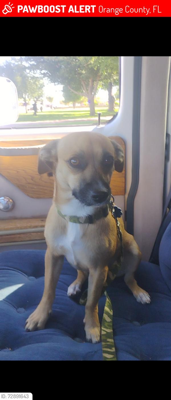 Lost Male Dog last seen Arrow head Dr in deming New Mexico 98030, Orange County, FL 32808