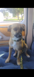 Lost Male Dog last seen Arrow head Dr in deming New Mexico 98030, Orange County, FL 32808