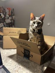 Lost Male Cat last seen Crest rd , Cheltenham Township, PA 19027