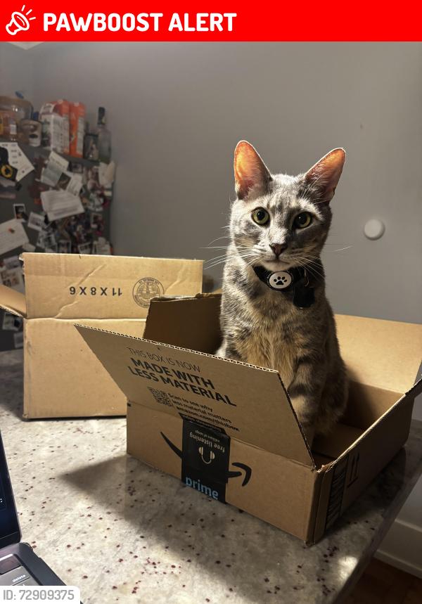 Lost Male Cat last seen Crest rd , Cheltenham Township, PA 19027