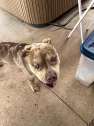 Found/Stray Male Dog last seen 4th, Milwaukee and frankford , Lubbock, TX 79416