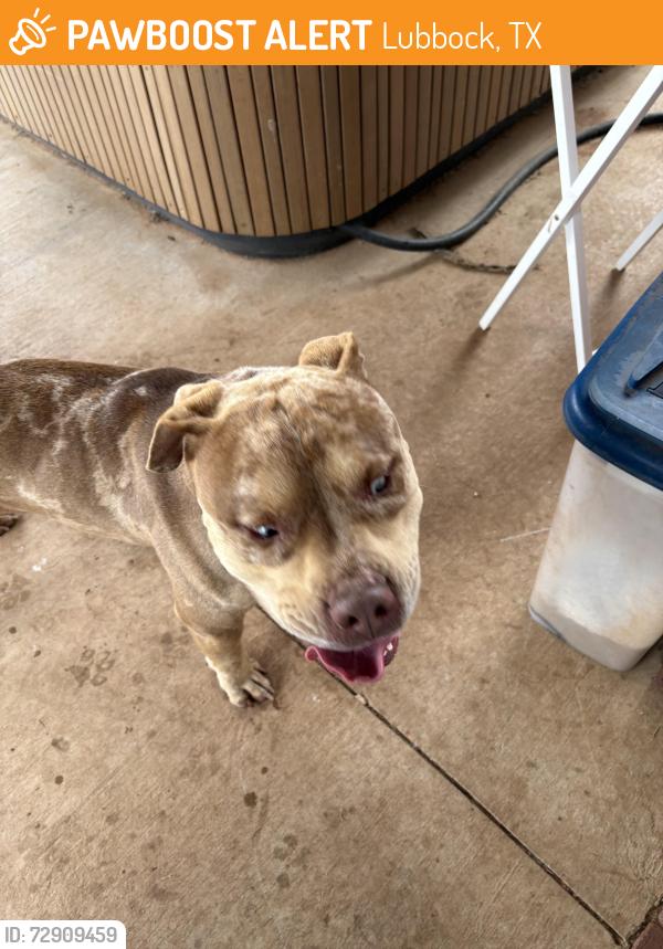 Found/Stray Male Dog last seen 4th, Milwaukee and frankford , Lubbock, TX 79416