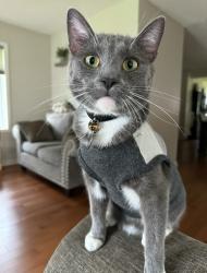 Reunited Male Cat last seen Logan Ave , Brooklyn Center, MN 55430