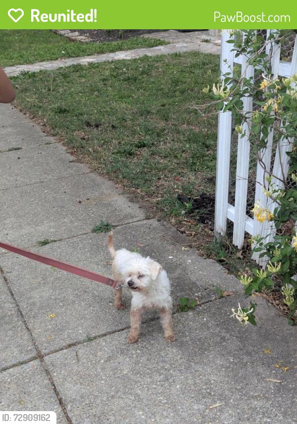 Reunited Female Dog last seen Service Street hse, Virginia Beach, VA 23455