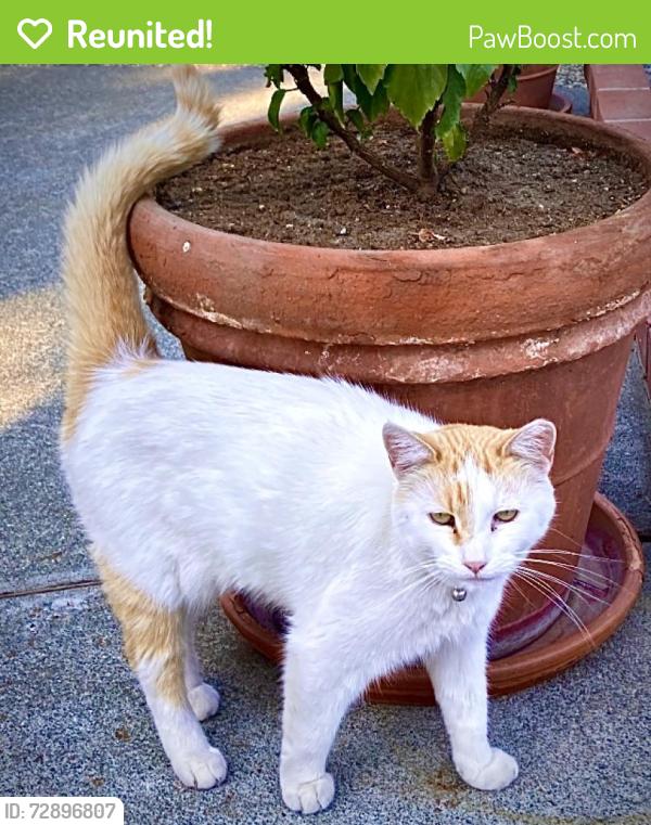 Reunited Female Cat last seen Apricot lane, San Jose, CA 95121