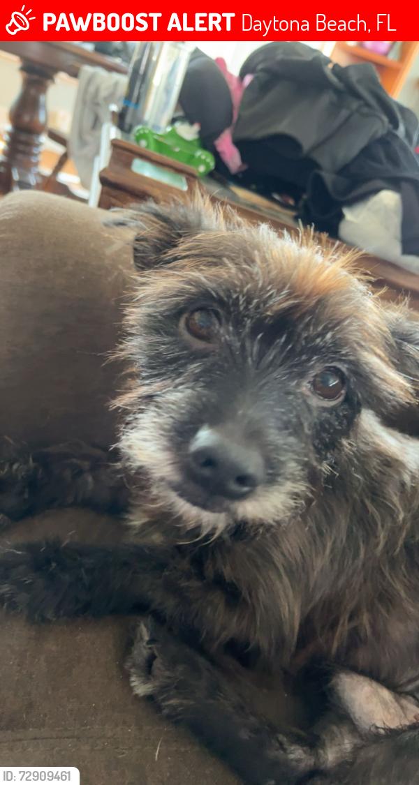 Lost Male Dog last seen 3rd st, Daytona Beach, FL 32117
