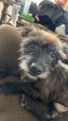 Lost Male Dog last seen 3rd st, Daytona Beach, FL 32117