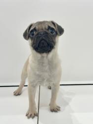 Reunited Male Dog last seen Coral sea road, Cutler Bay, FL 33157