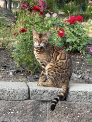 Lost Male Cat last seen Mia Linda Court and Douglas Boulevard, Granite Bay, CA 95746