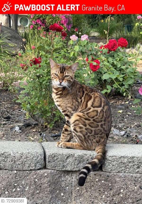 Lost Male Cat last seen Mia Linda Court and Douglas Boulevard, Granite Bay, CA 95746
