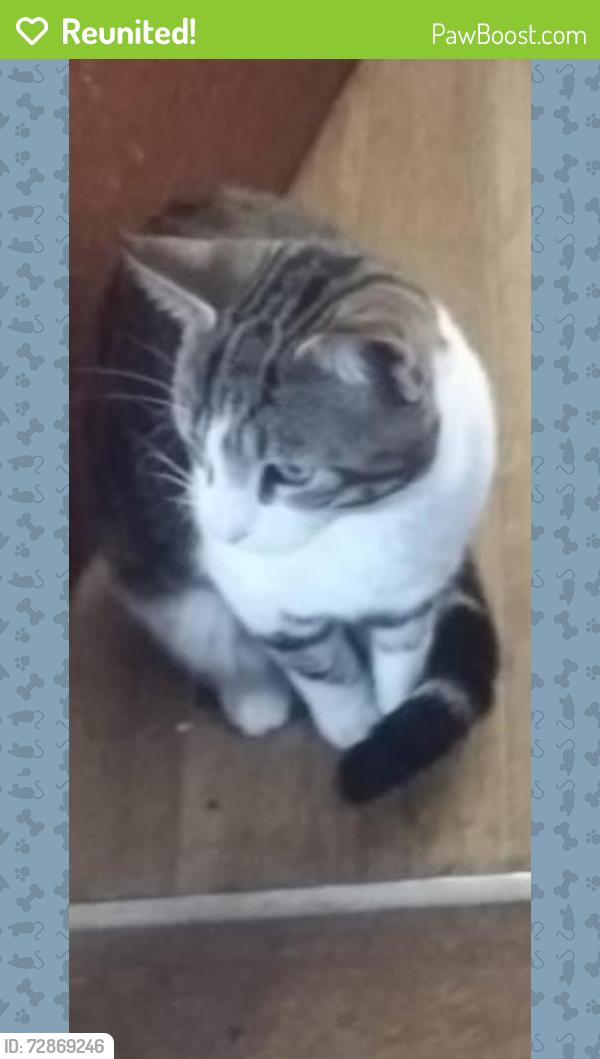 Reunited Male Cat last seen Wigan road, Nottingham, England NG8 3HX