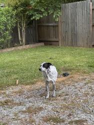 Reunited Male Dog last seen Near HenDough , Hendersonville, NC 28739