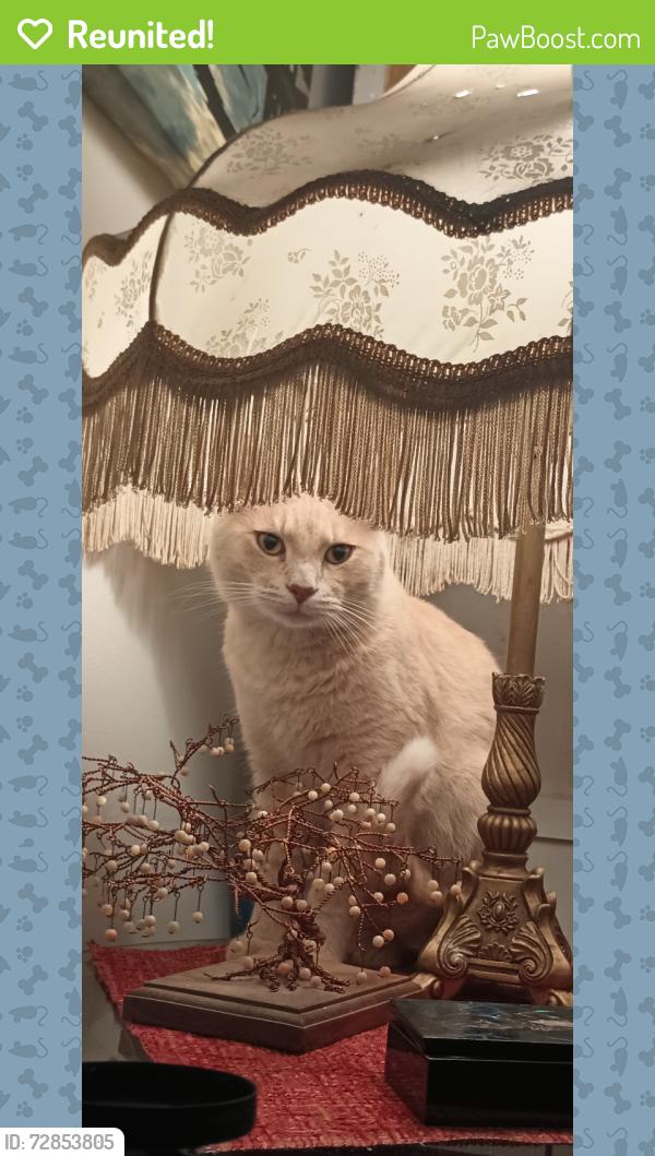 Reunited Male Cat last seen Paseo, Kansas City, MO 64110