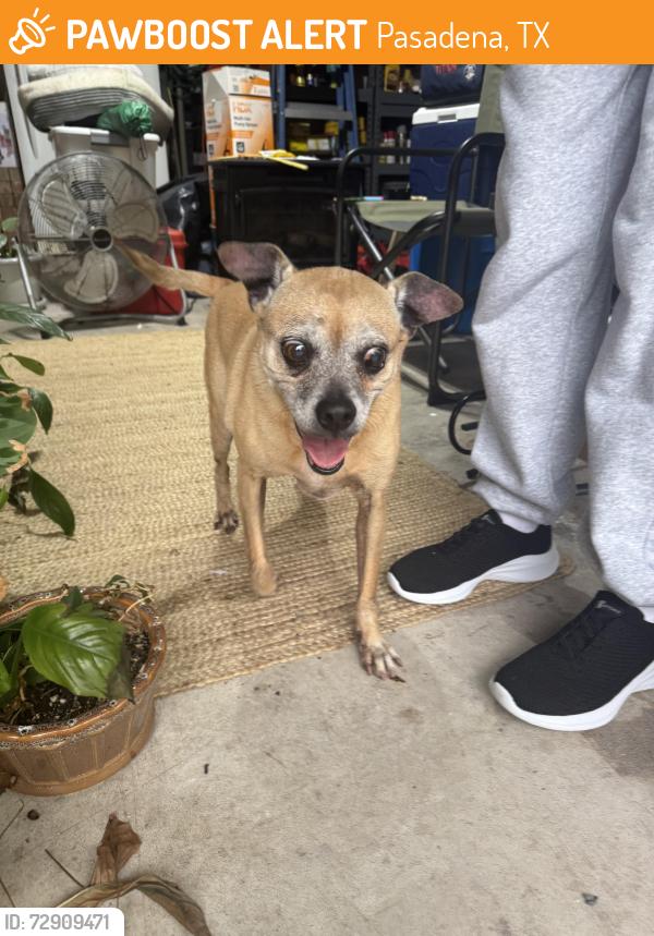 Found/Stray Male Dog last seen Birdie Way Pasadena, Texas, Pasadena, TX 77505
