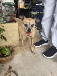 Found/Stray Male Dog last seen Birdie Way Pasadena, Texas, Pasadena, TX 77505