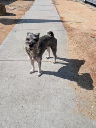 Reunited Male Dog last seen Hayter Ave and Ashworth Street, Lakewood, CA 90712