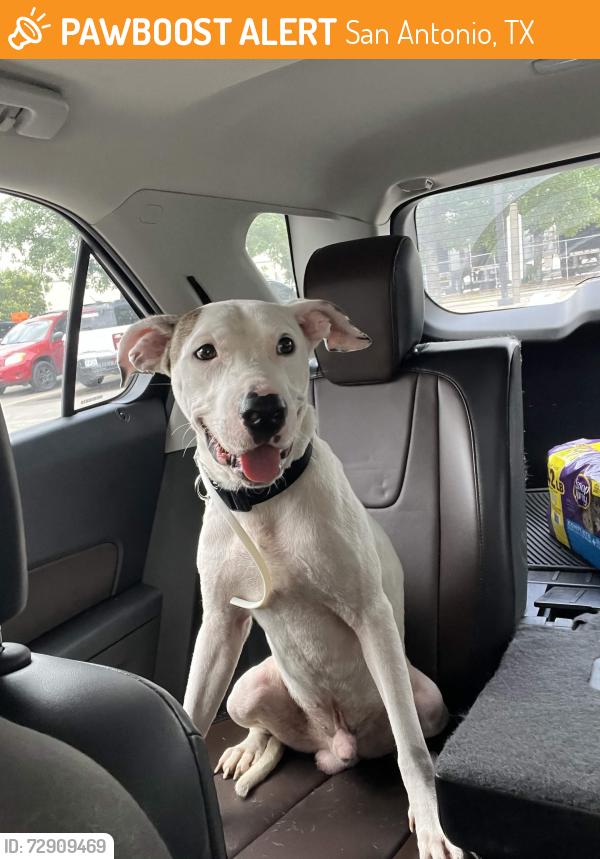Found/Stray Male Dog last seen Eisenhauer Marketplace, San Antonio, TX 78218