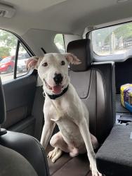 Found/Stray Male Dog last seen Eisenhauer Marketplace, San Antonio, TX 78218