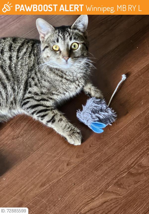 Found/Stray Female Cat last seen Thornton Ave /Carriage Road , Winnipeg, MB R2Y 0L7