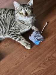 Found/Stray Female Cat last seen Thornton Ave /Carriage Road , Winnipeg, MB R2Y 0L7