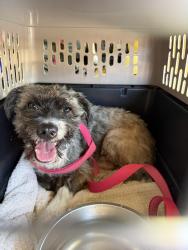 Found/Stray Male Dog last seen Grand Ave. , Wildomar, CA 92595