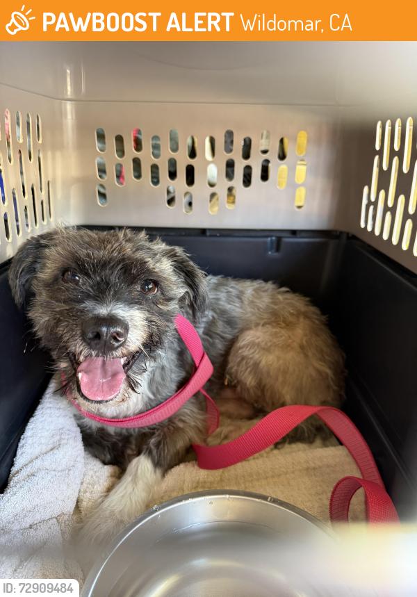 Found/Stray Male Dog last seen Grand Ave. , Wildomar, CA 92595