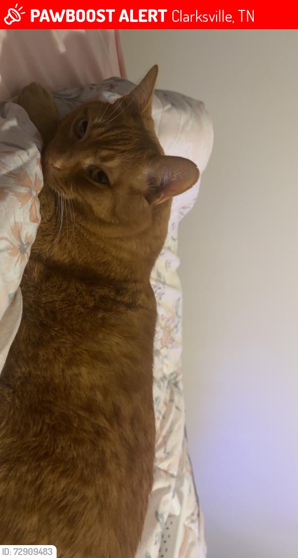 Lost Male Cat last seen Tracy lane , Clarksville, TN 37040