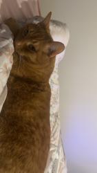 Lost Male Cat last seen Tracy lane , Clarksville, TN 37040