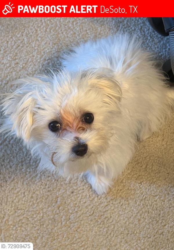 Lost Male Dog last seen Beaverbrook Ln and w pleasant Run Rd, DeSoto, TX 75115