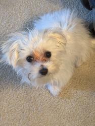 Lost Male Dog last seen Beaverbrook Ln and w pleasant Run Rd, DeSoto, TX 75115