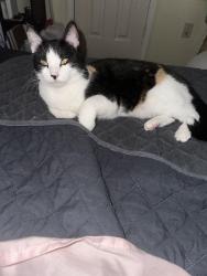 Reunited Female Cat last seen Valley Ridge Blvd, Lewisville, TX 75077