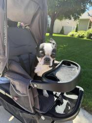 Reunited Female Dog last seen Kelly Creek Park, Meridian, ID 83646