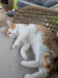 Lost Male Cat last seen Crestwood Blvd, Royal Palm Beach, FL 33411