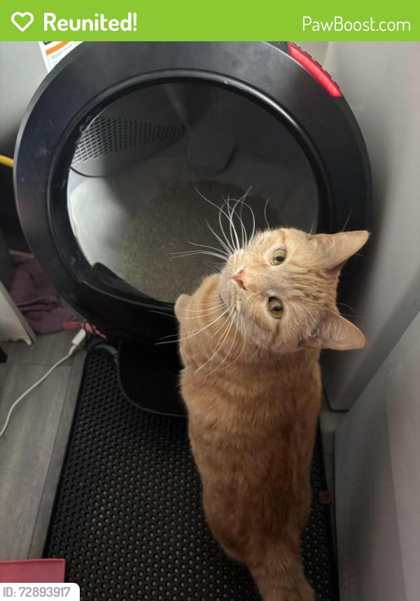 Reunited Male Cat last seen Near Indian Creek Dr, Farmington Hills, MI 48335, USA, Farmington Hills, MI 48335