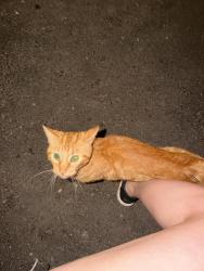 Found/Stray Male Cat last seen At 1861 public hse , Barboursville, WV 25504