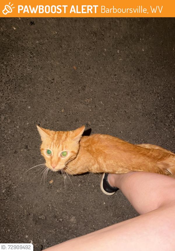 Found/Stray Male Cat last seen At 1861 public hse, Barboursville, WV 25504