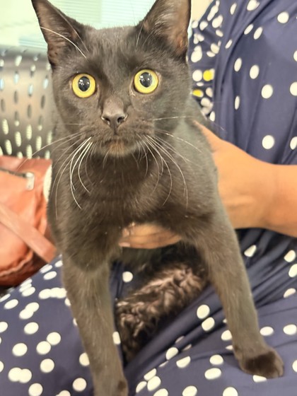 Shelter Stray Male Cat last seen Memphis, TN 38119, Bartlett, TN 38134