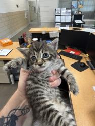Shelter Stray Male Cat last seen Rancho Drive, 75149, TX, Mesquite, TX 75149