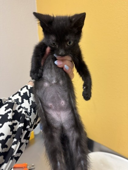 Shelter Stray Male Cat last seen Walker St, 75149, TX, Mesquite, TX 75149