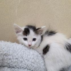 Shelter Stray Male Cat last seen Aransas Pass, TX 78336, Converse, TX 78109