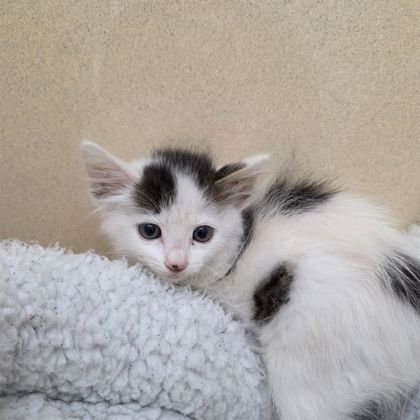 Shelter Stray Male Cat last seen Aransas Pass, TX 78336, Converse, TX 78109