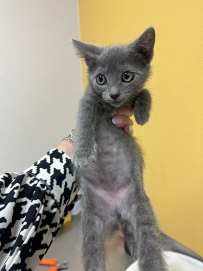 Shelter Stray Female Cat last seen Walker St, 75149, TX, Mesquite, TX 75149