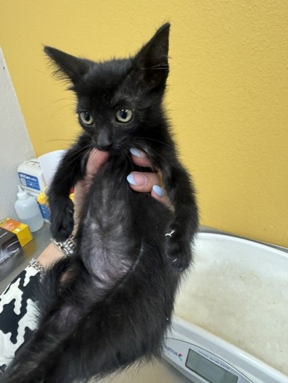 Shelter Stray Female Cat last seen Walker St, 75149, TX, Mesquite, TX 75149
