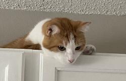 Reunited Male Cat last seen Clarksville Church Cemetery , Frankford, DE 19945
