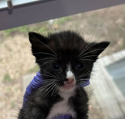 Shelter Stray Female Cat last seen Bryan, TX 77845, Bryan, TX 77807