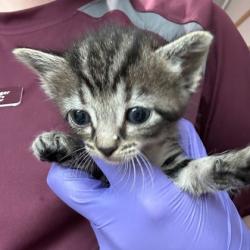 Shelter Stray Female Cat last seen Bryan, TX 77845, Bryan, TX 77807
